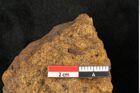 Foto (Detailansicht) von Plantae indet.  (NHMW-GEO-2024-0188-10391)